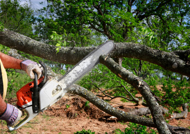 How Our Tree Care Process Works  in  Northwood, OH